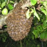 Bee Swarm Polegate