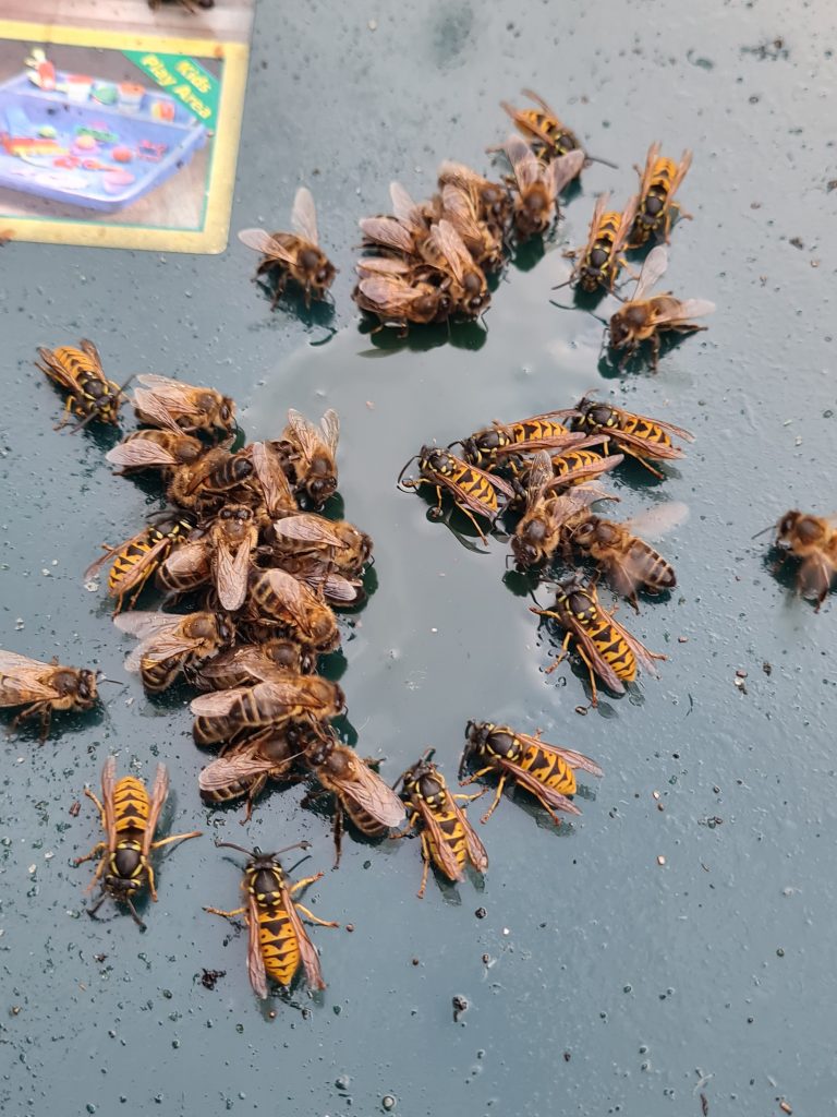 Bees and Wasps Feeding