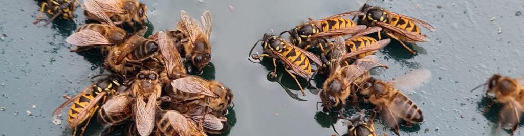 Bees Wasps