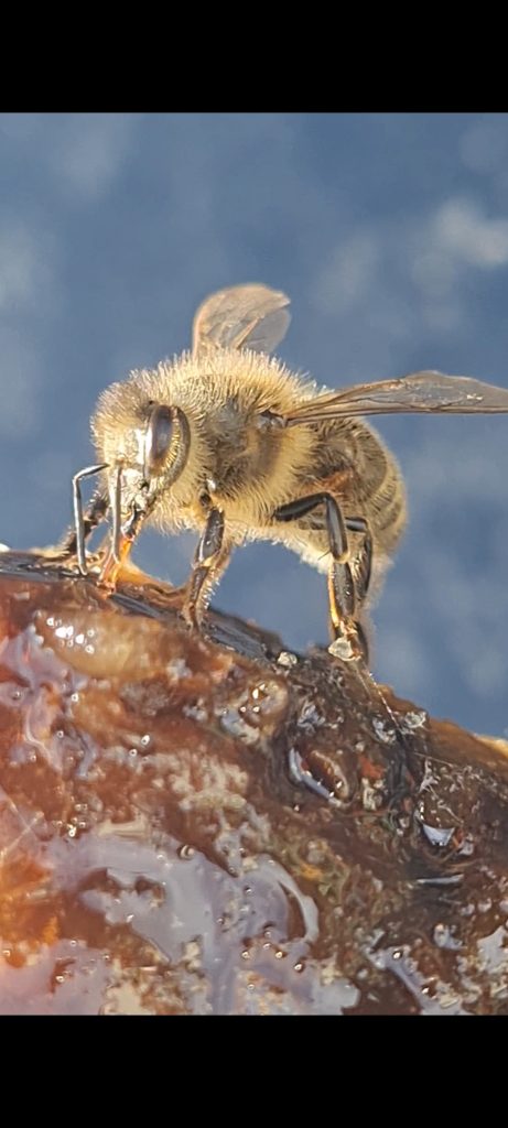 Bee Feeding